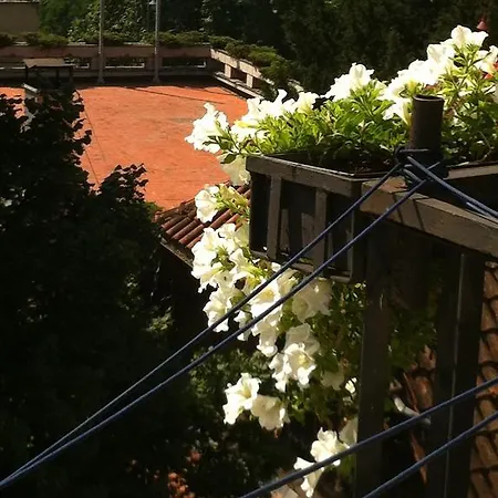 Violet * Sarajevo